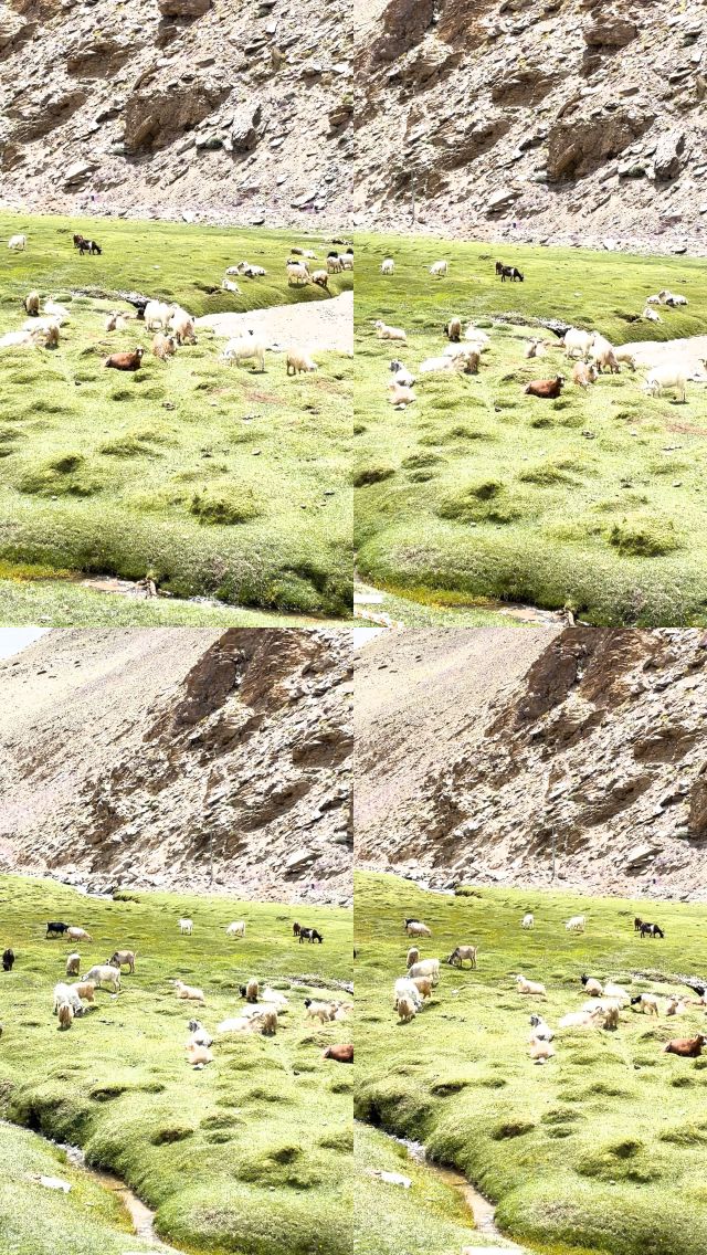 Frames from IMG_8977.MOV